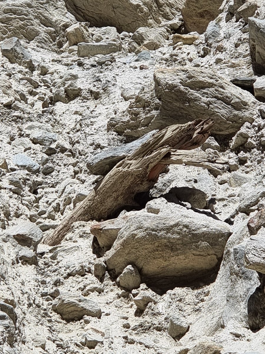 subfossilguy's tweet image. Can you see it ? 🔭
Today I found an old acquaintance in the moraine of the Fee Glacier!
Part of this larch trunk had fallen a few years ago and I had dated it to 300 CE!