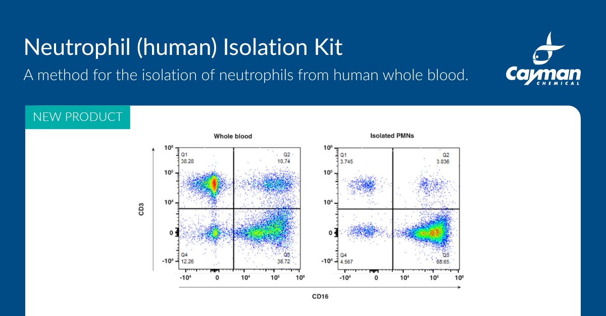 CaymanChemical's tweet image. Just Released: Neutrophil (human) Isolation Kit 🔬

Our newest kit provides a quick, reliable method to isolate PMNs from human whole blood, ready for phagocytosis, NETosis, enzyme assays, and flow cytometry. 🧪

#HumanPMNs #NETosis #FlowCytometry #LabTools