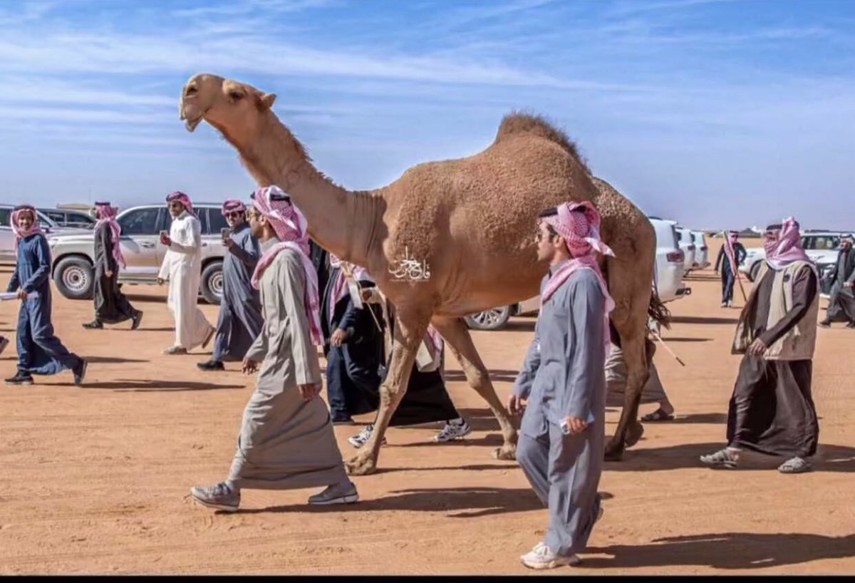 غزيزه الفارس الي سابقه ما تّعاج 
من دونها يذبح الرجال ذبح نعجّه

#سمو_عتيبه 🥇