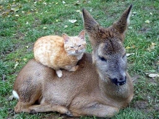 Loaf bros