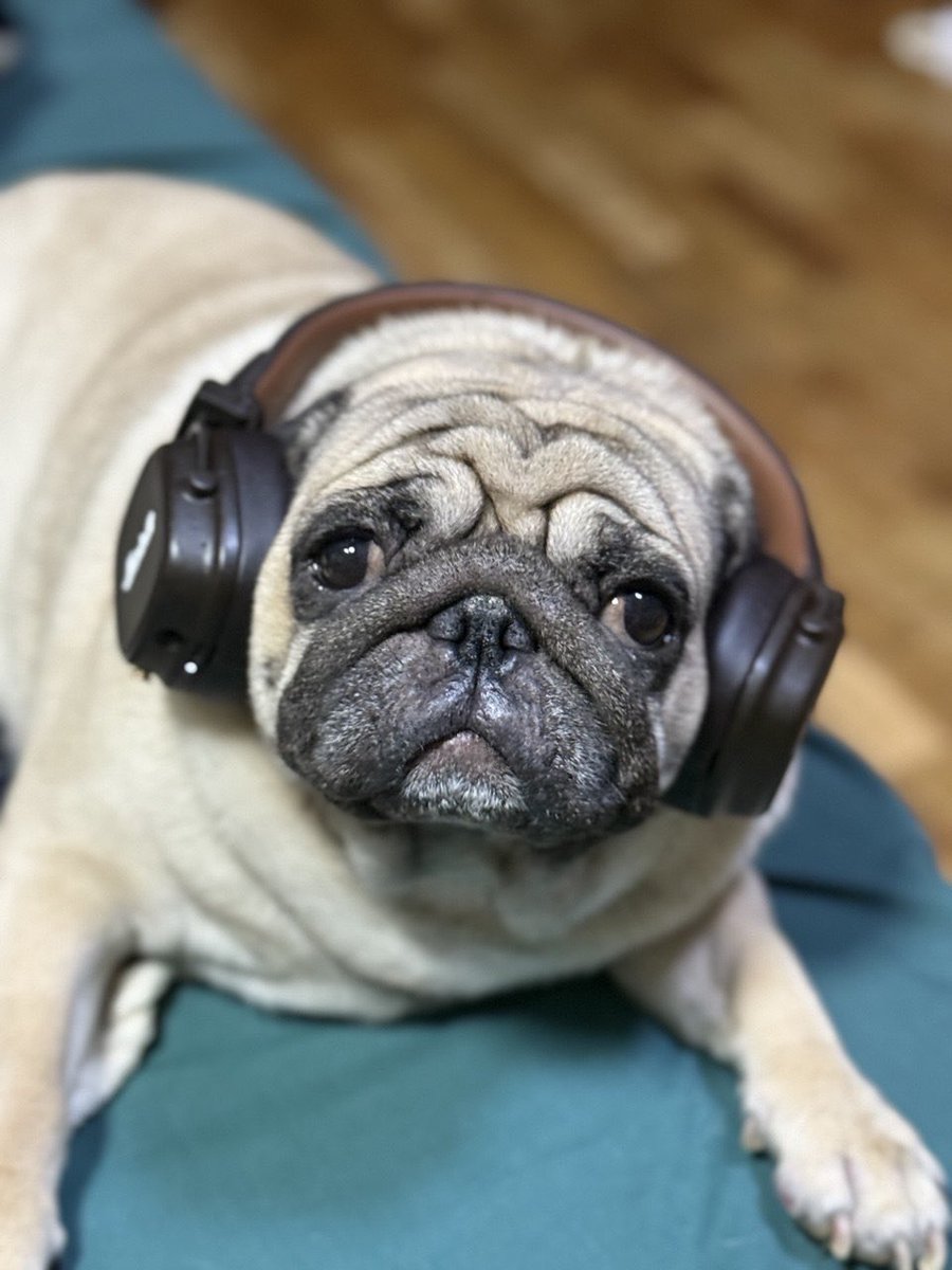 _Annady_'s tweet photo. Just cause today is Pug Day❤️ https://t.co/mNUC1JfkJ5