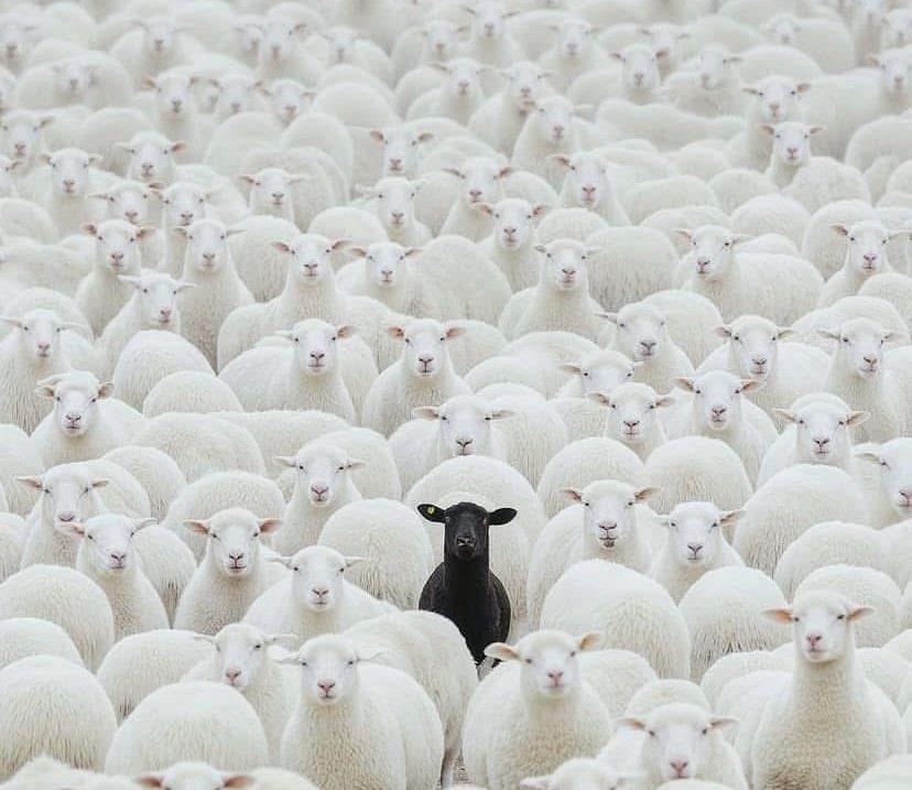 _OfficialBobgeh's tweet photo. Hey traders! Stand out from the crowd like this black sheep among the white, break away from the herd and strive for profitability in trading. Dedication and unique strategies can set you apart. Letβs conquer the markets together! πͺπ #TradingSuccess #StandOut #ProfitMindset https://t.co/teNgfCnRKO
