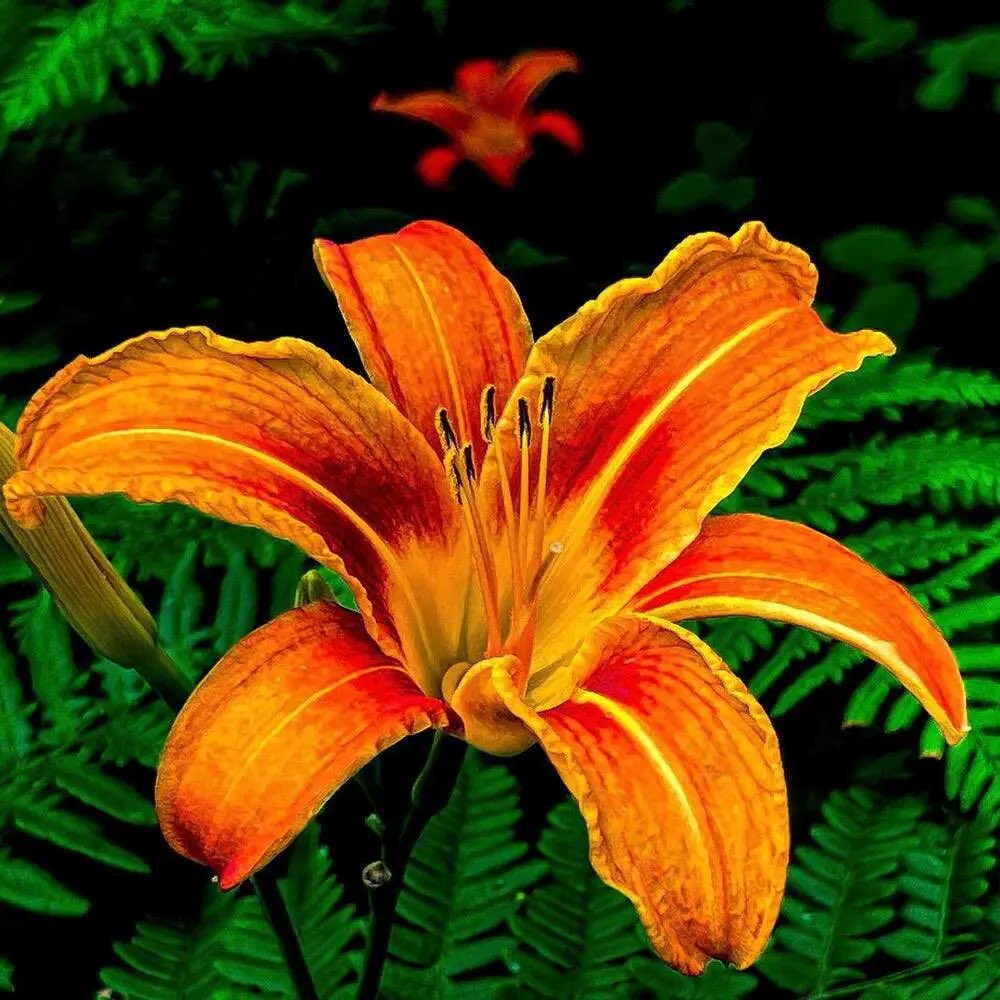 sillybilliVT's tweet image. Vtuber vs. Fav Flower!
the first time i saw a tiger lily was when i was 9 years old. my mom got me flowers on a whim just because i was sad that day
i love my mom. shes my biggest supporter and i hope shes proud of me. when i graduate, maybe ill show off mama sibi 💚