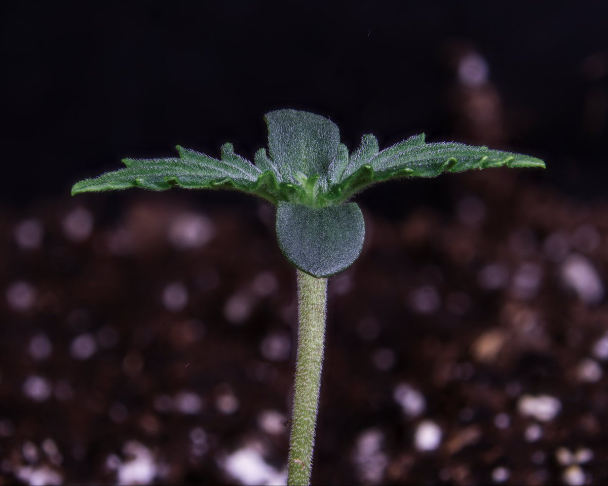 Bear Force 1 🌱