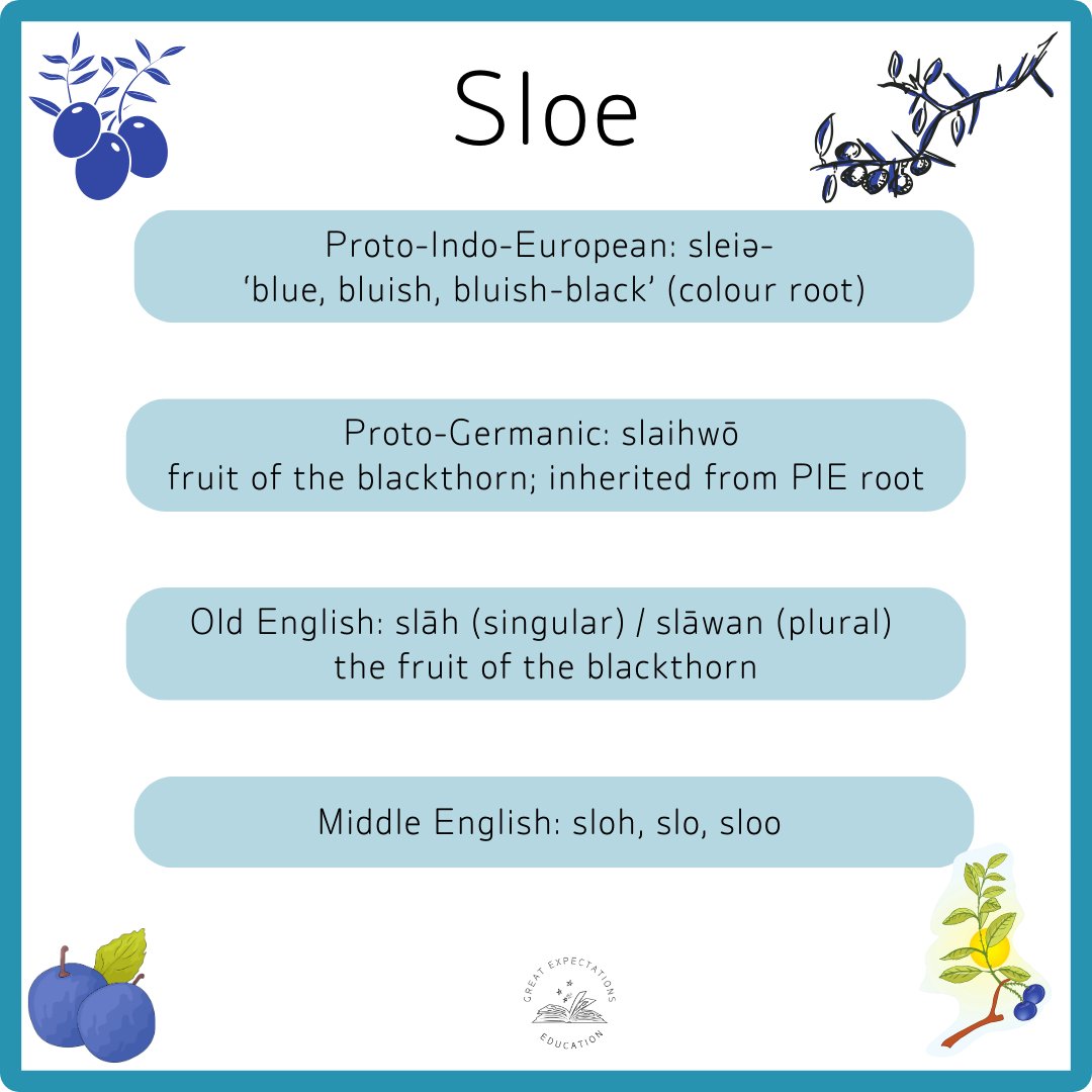 Old name, bitter fruit. This word card traces the roots of sloe — from Indo-European colour words to hedgerow gin and frost-bitten harvests.
🔗 bit.ly/GEEwords