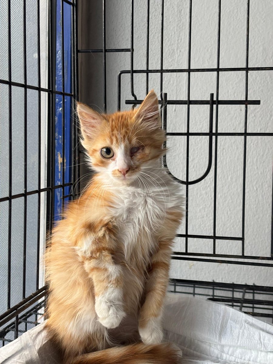 bu dünyalar güzeli çocuk yuva arıyor aydın