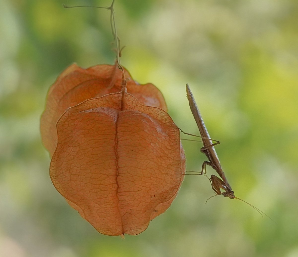 ❤️
Gelirsen diner sandığım yanlızlığım dinmiyor...
Meğer kendimdeymiş yanlızlığım ağır geliyor…
Vedatateş 

Balon otunda,Mantis