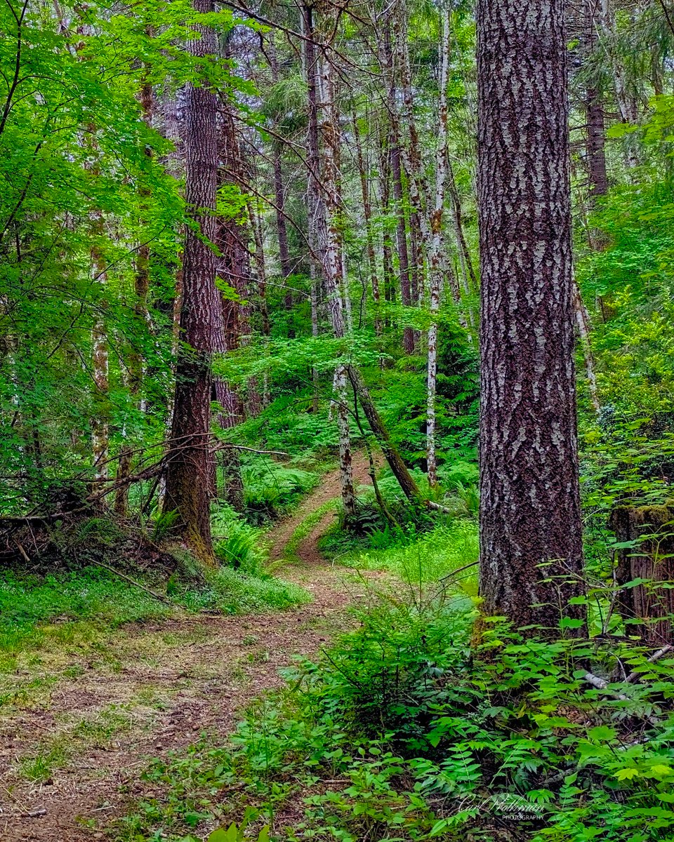 carlprothman's tweet photo. A quiet forest path winds through the lush green woods
Belfair, Washington, USA
#ForestTrail #LandscapePhotography #NatureLovers #pnw https://t.co/O08bjLAPWM