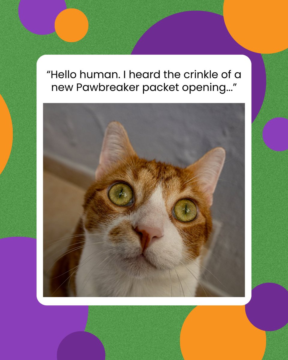 MrCatnip_222's tweet image. When your cat’s ‘sixth sense’ is detecting snacks from three rooms away. 👀🐾
#pawbreakers #favoritememes #justmemes #funnycatmeme #funnycatmemes #catniptoy
wix.to/xU68VrQ