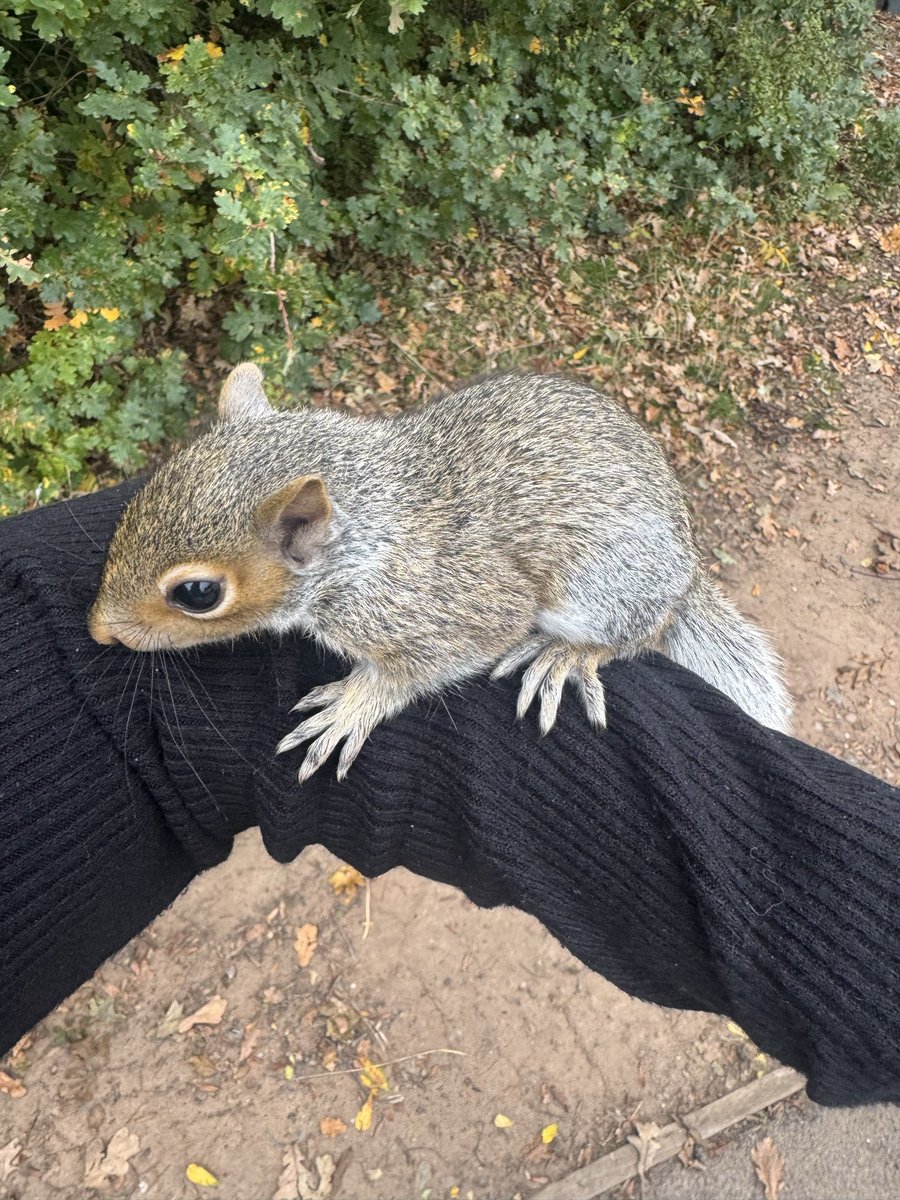 Between parents evenings today I held a baby squirrel