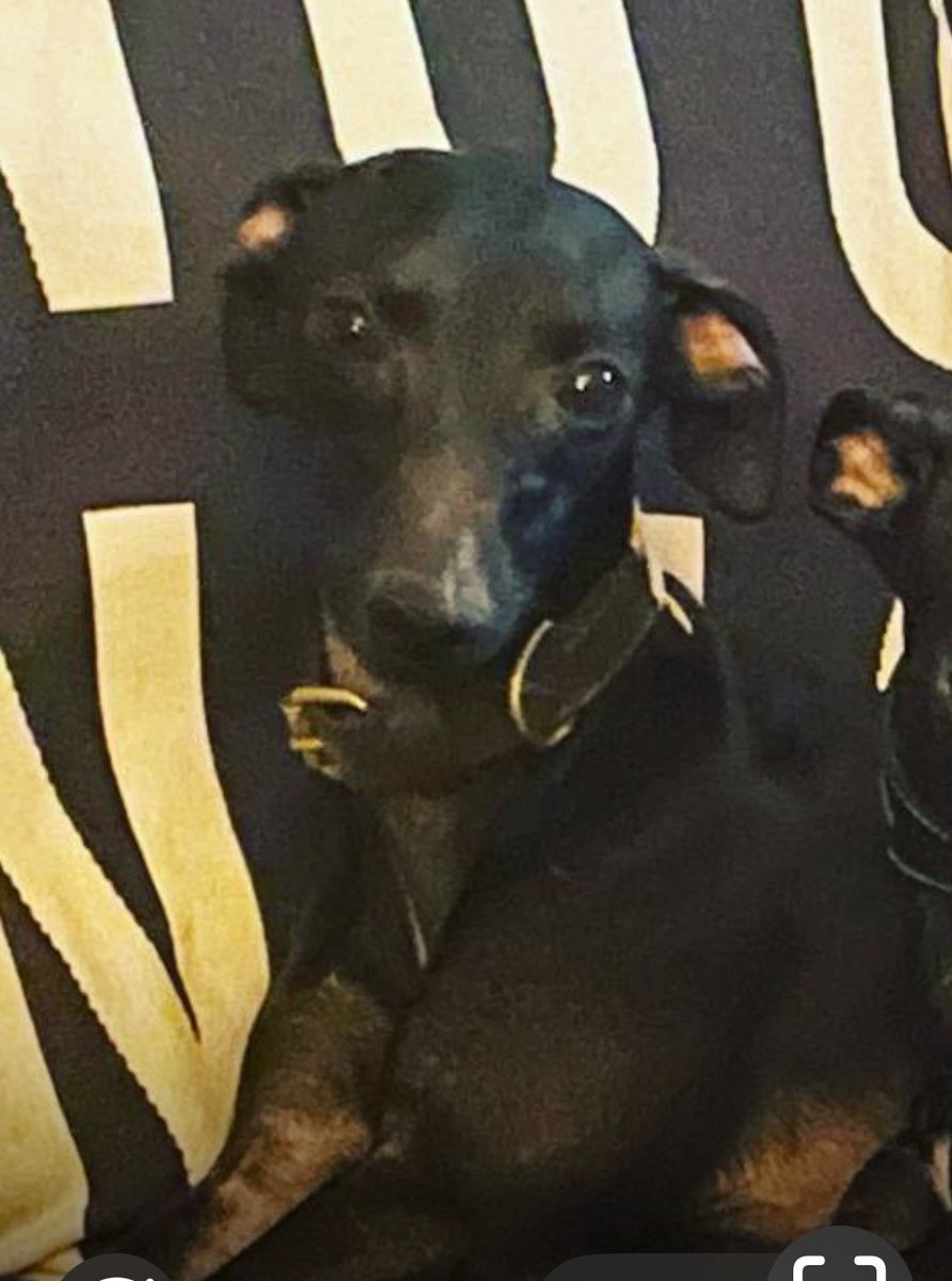 chris towers (@millypod1) on Twitter photo 🆘11 OCT 2025 #Lost Tango #ScanMe
Black / White Whippet Female
#GreatSmeaton #Northallerton #NorthYorkshire #DL6 doglost.co.uk/dog/200419 🆘11 OCT 2025 #Lost Tango #ScanMe
Black / White Whippet Female
#GreatSmeaton #Northallerton #NorthYorkshire #DL6 doglost.co.uk/dog/200419