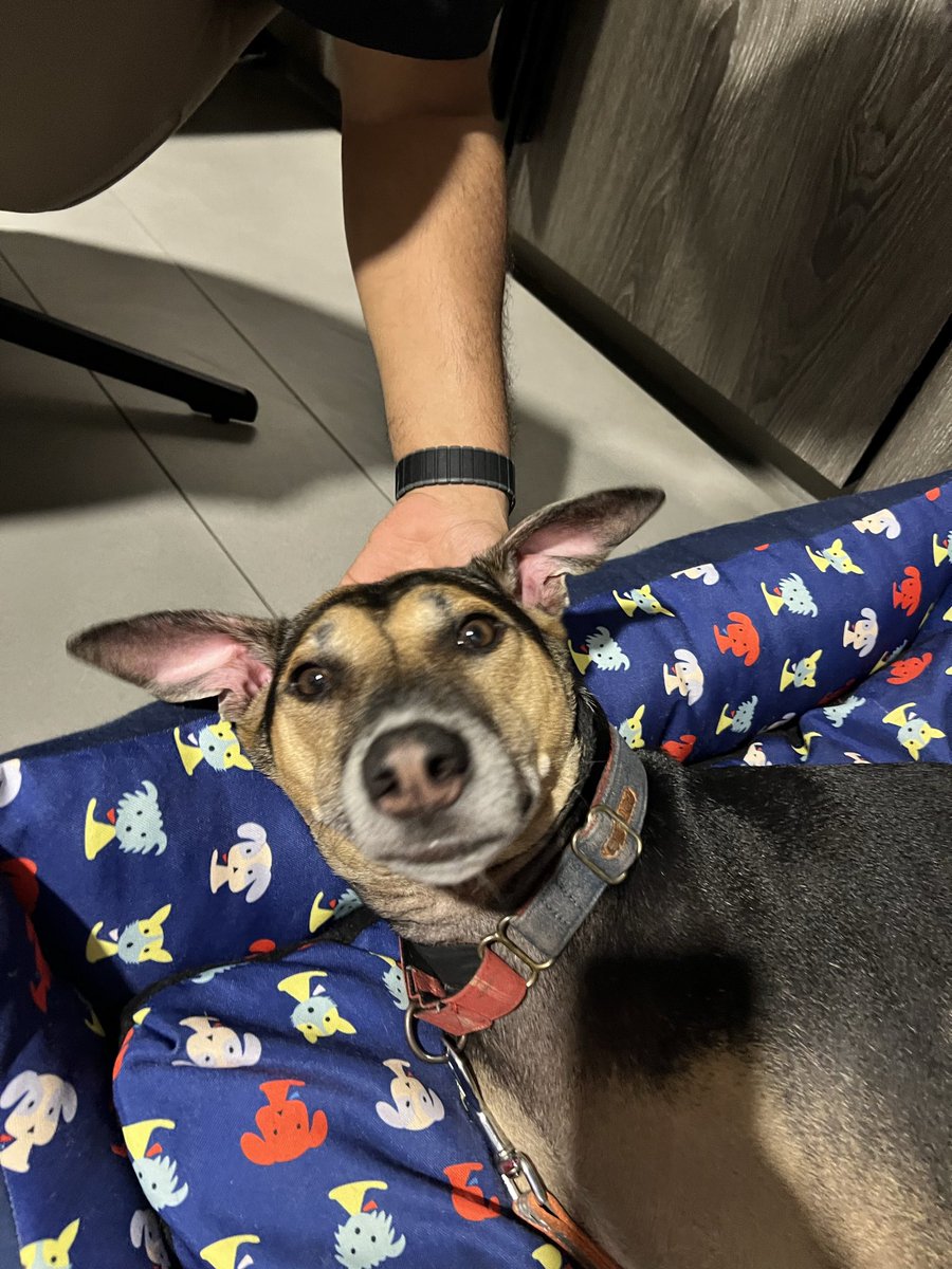 TiredQuoll's tweet photo. Only vibes. https://t.co/c3l985YZ07