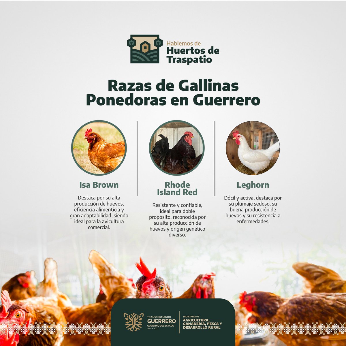 ¿Sabías que tener gallinas ponedoras en casa puede ser fácil y muy productivo? 🐔

Con Isa Brown, Rhode Island Red o Leghorn, ¡Tendrás huevos frescos todos los días! Son resistentes, dóciles y perfectas para tu huerto de traspatio.