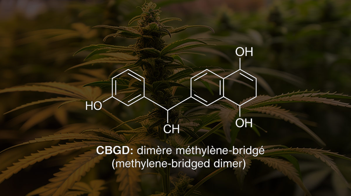 LeCannabiste's tweet image. Nouveau cannabinoïde naturel dans la famille : le CBGD ! lecannabiste.com/science-et-dec…

"Le Cannabizetol est non psychotrope, rare, et découvert dans des variétés CBG-dominantes." 🧠✨

🧬 La science avance, un cannabinoïde à la fois. #LeCannabiste

#CBGD #Cannabinoides