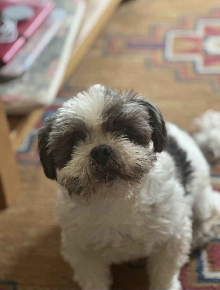 percydashihtzu's tweet photo. Please could you make me a Freddy Kruger pic  @ZombieSquadHQ#zsparade https://t.co/Iykc6fetSr