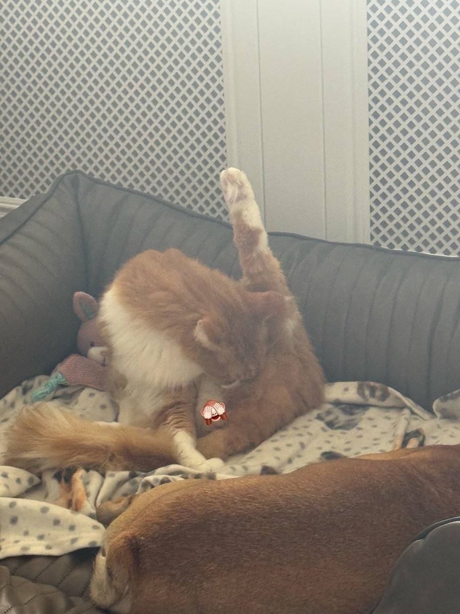 Alvast trainen voor de #catolympics