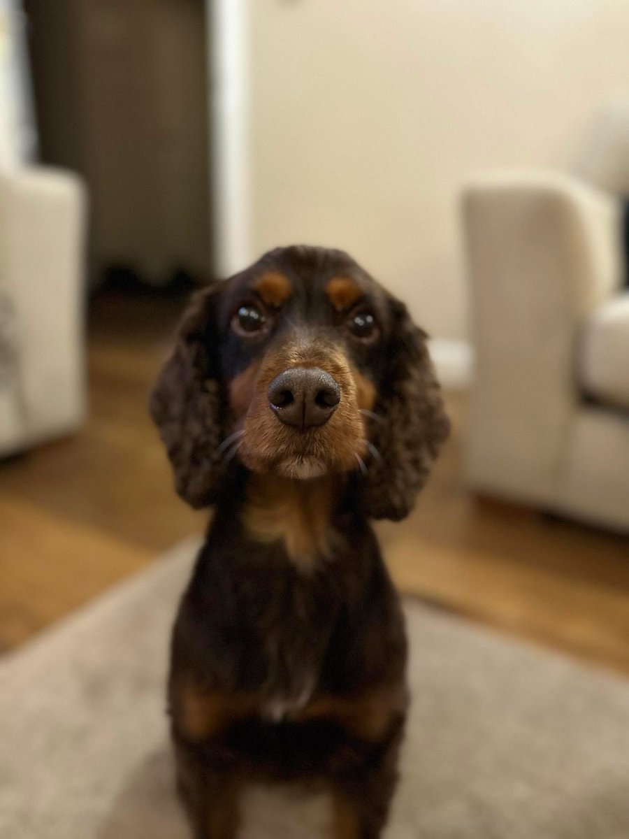rosieDoc2's tweet image. #SpanielHour
‼️PLS DO NOT CHASE‼️
TESS 15/10/25 HIGH WYCOMBE, #Buckinghamshire #HP15
LAST SEEN RUNNING DOWN FEATHERBED LANE TOWARDS #GREATMISSENDEN
OWNERS “Pls 📱 07795670464 if you see her”
Female brown&tan adult DOCKED TAIL #CockerSpaniel CHIPPED
doglost.co.uk/dog/200422