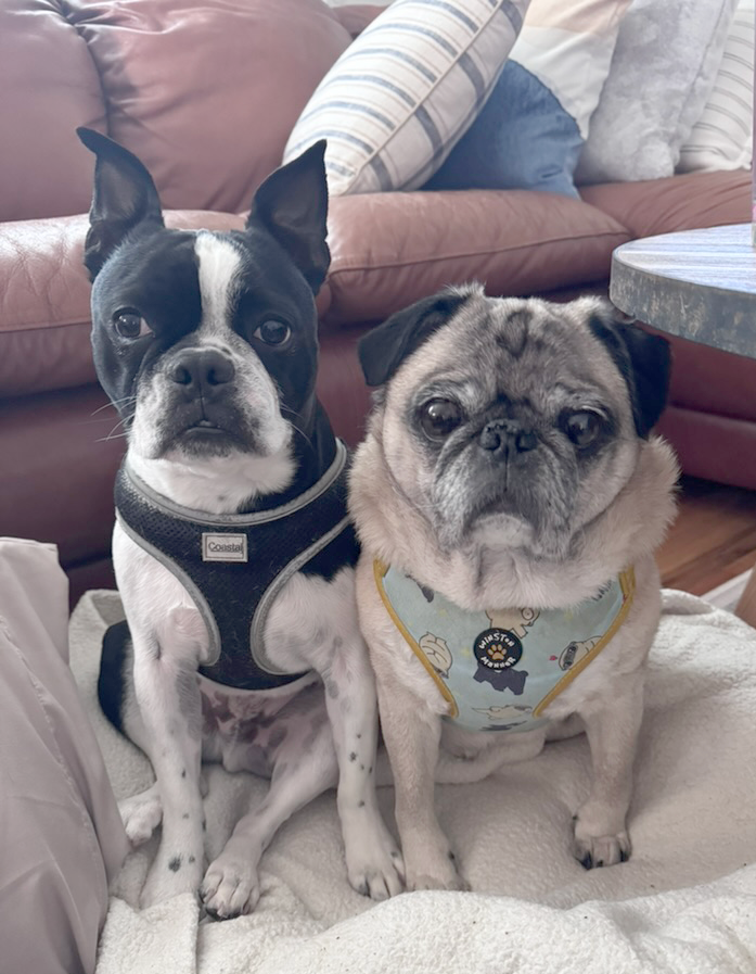 Happy #NationalPugDay to all my puggie friends. 
#BestDayOfTheYear 
From me (Winston) and Osmond