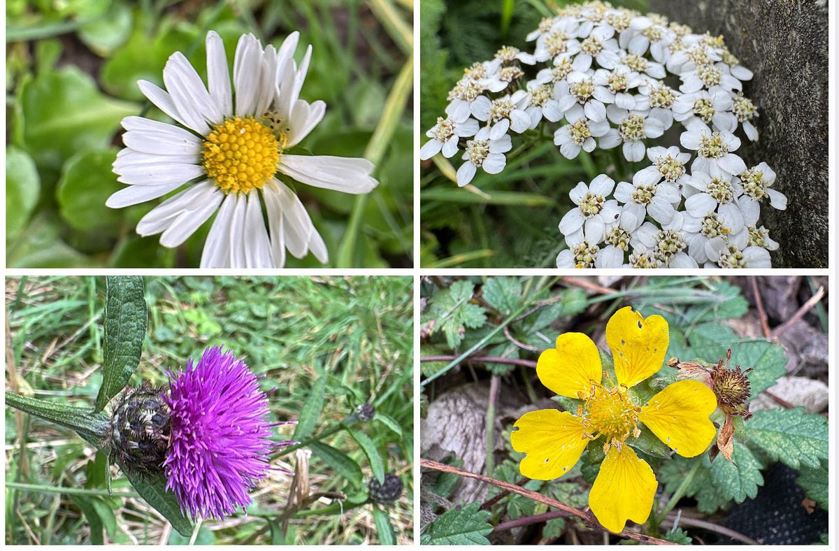 🌼 The last of the wildflowers still brighten our churchyard: daisy, yarrow, knapweed &amp; cinquefoil holding on beneath autumn leaves.
A small reminder of creation’s beauty and resilience.