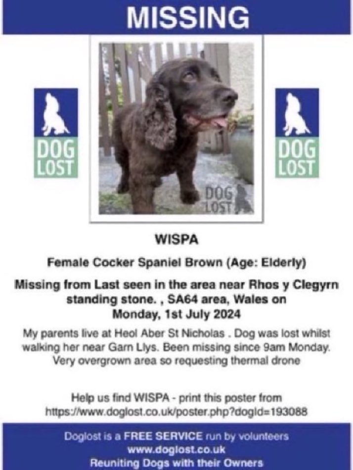 LisaClareRead2's tweet image. Please RT #SpanielHour
Wispa is still missing 😢
Went missing on 1st July 2024 from Rhos Y Clegym #SA64 #Wales
doglost.co.uk/dog/193088
#CockerSpaniel #dogs