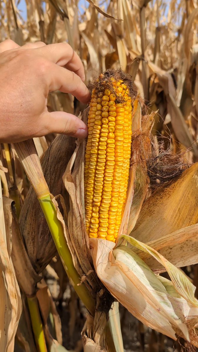 Looking for some feedback #ontag - starting to see some combines rolling in #corn finally. I keep hearing most fields are still 29-35% unless it was an extra early hybrid planted in April. What are you seeing?? Fyi picture of CP3143VT2P - CAN'T WAIT TO SEE IT HARVESTED!
