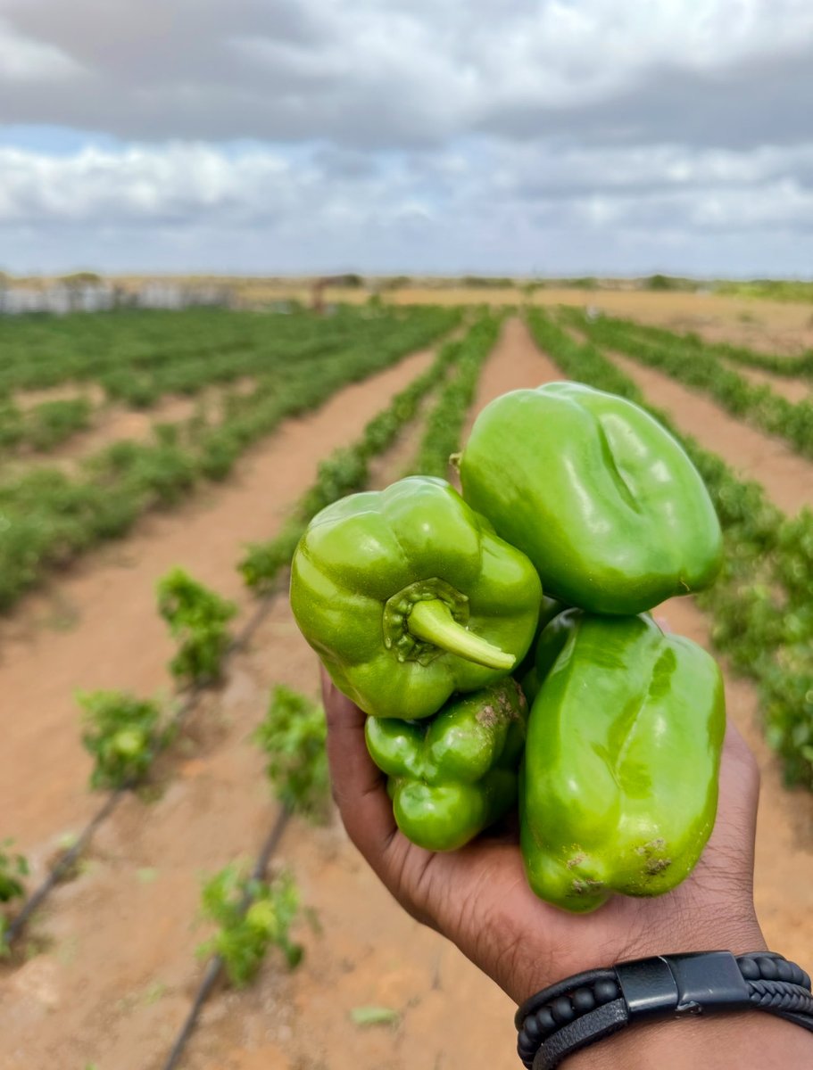 Alhamdu Lilaah 🍅🥒🫑🇸🇴

I planted these crops at the beginning of this season, and now I’ve started earning MONEY!! 🌾💰

I call upon all energetic youth💪 to join the agribusiness sector and be part of growing our nation’s economy! 🌱