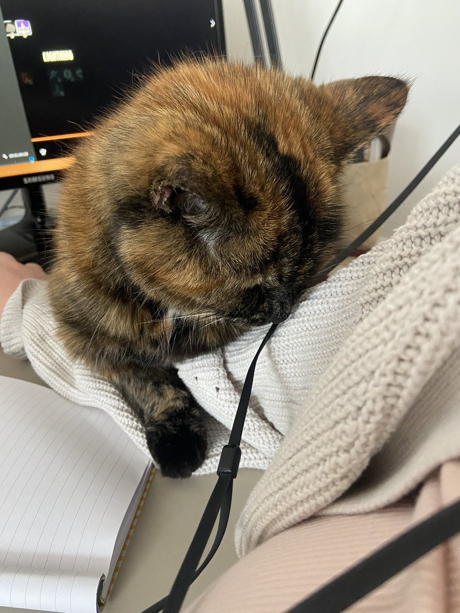 moo was one of the gentlest, kindest most affectionate cats i’ve ever known. i remember picking her up 18 years ago and falling in love. i feel lucky i got to grow up with her. what a beautiful run she had. rip moo❤️