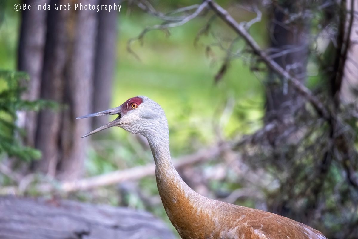 Friends &amp; I hiked a trail &amp; came upon a Sandhill Crane pair with a colt in long grass by the lake. As one parent led its offspring away, the other ran back &amp; forth as we backed  down the hiking path, loudly escorting us from his premises. My website link is on profile page.
