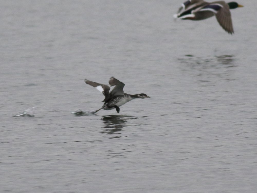 Alan_HP_Notts tweet media