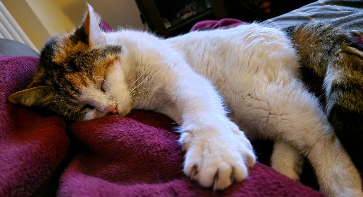 "Nei momenti più difficili ho cercato una mano. 
E ho trovato una zampa".