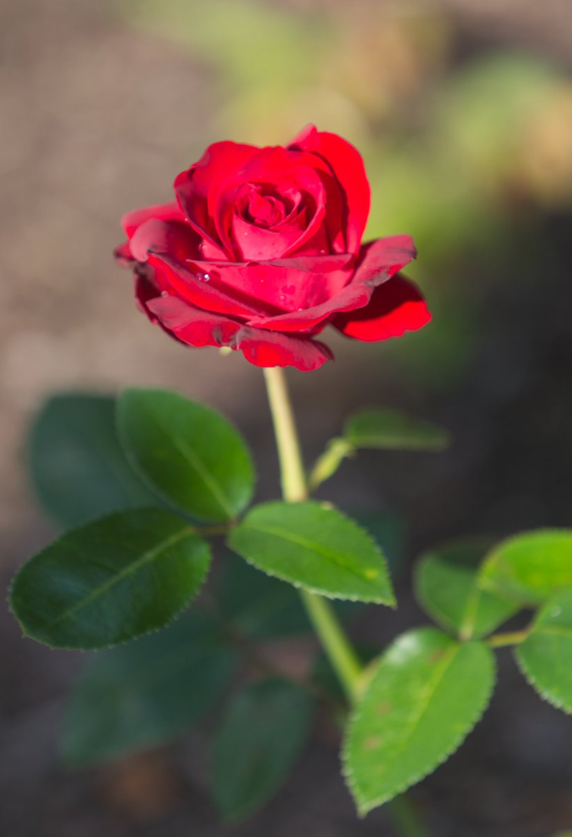 Clean water is the right of every human in the world and a key element of healthy life for all on Earth 😊

Frank de Winne

#Water #Human #World #Key #Health #Life #Earth #Rose #FrankWinne