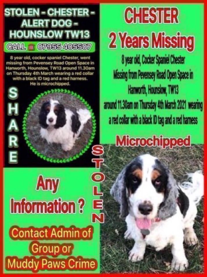 LisaClareRead2's tweet image. Please RT #SpanielHour
Have you seen Chester?
He’s been missing for over 3 years now 😢 Where is he?
Let’s help get him home where he belongs 🙏 #TW13 #Hounslow #MissingDog #findChester
doglost.co.uk/dog/164989