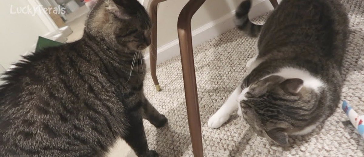 This is the same picture