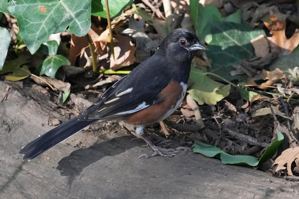 ErikNYCSWE's tweet image. Eastern Towhee at Carl Schurz Park. Today's show was by the path leading to the Peter Pan Monument. #birdcpp