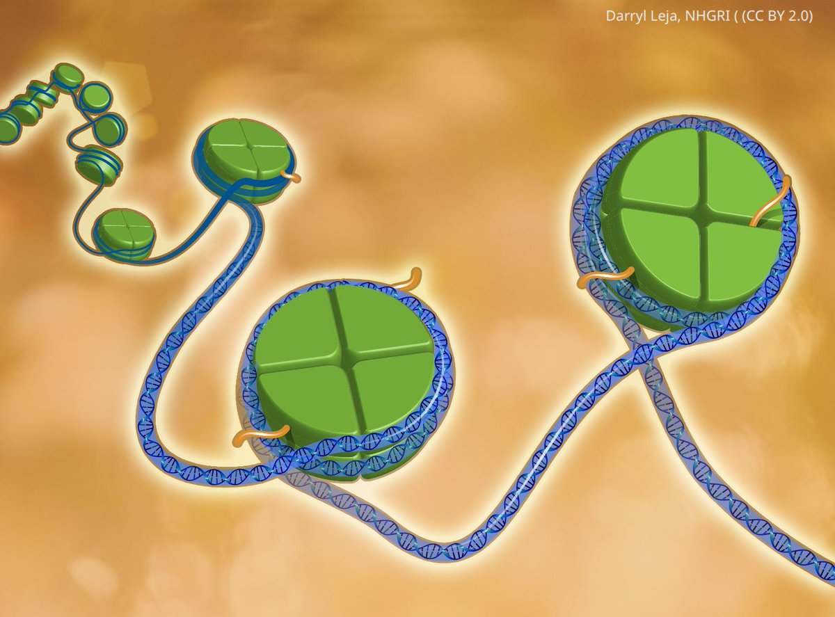 eLife's tweet image. Transcription Factor-Dependent Cancers: Targeting chromatin remodelling complexes to treat uveal melanoma.
elifesciences.org/articles/10926…