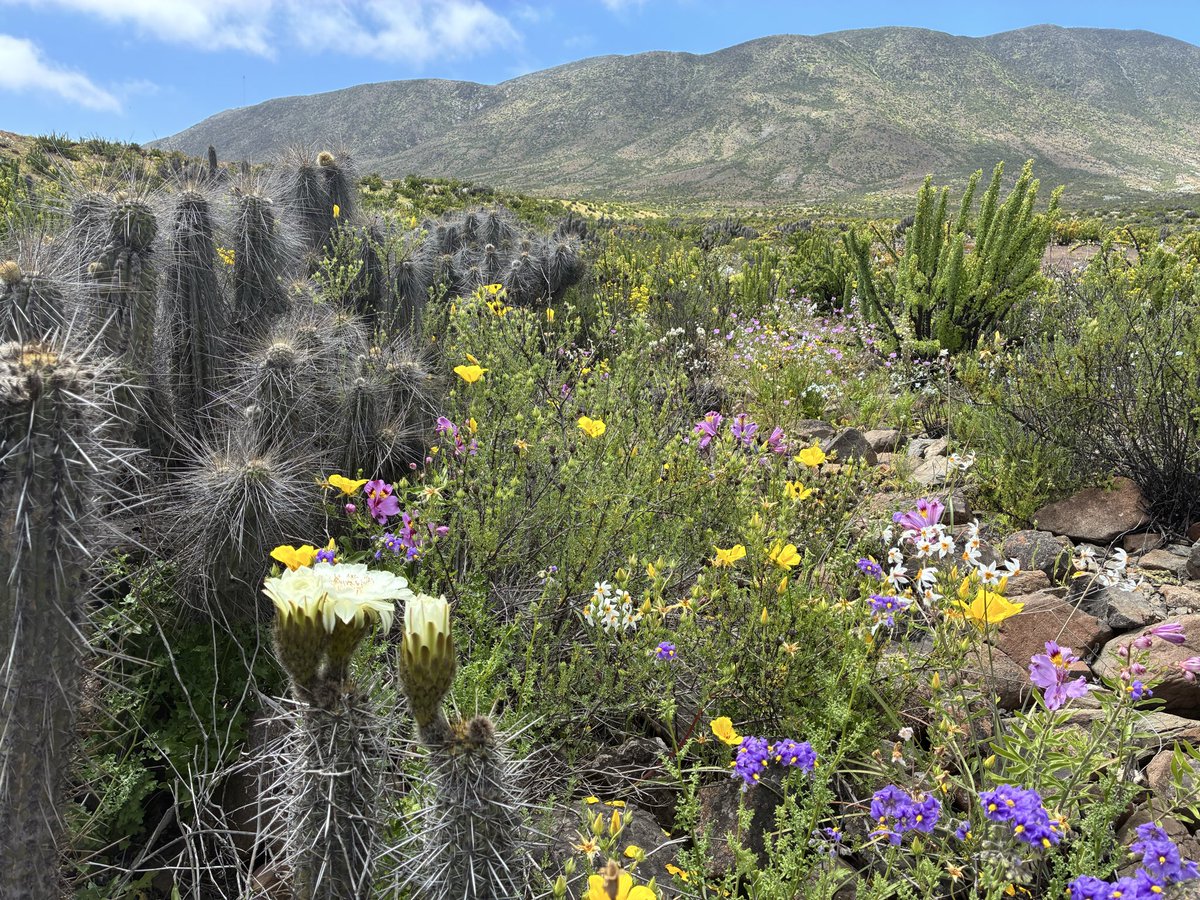 rodro34's tweet photo. Desierto florido región de atacama ; Huasco https://t.co/tXezGdAGph