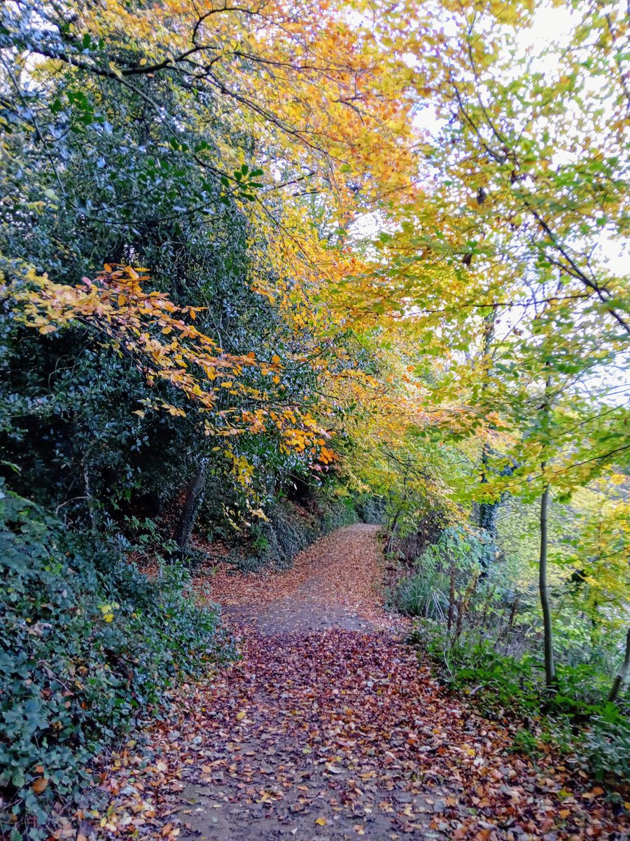 B Brown (@b_brown77) on Twitter photo a walk after rain
spiders webs wear silver pearls
golden elms glisten
#Haiku
#Autumn
#Naturephotography a walk after rain
spiders webs wear silver pearls
golden elms glisten
#Haiku
#Autumn
#Naturephotography
