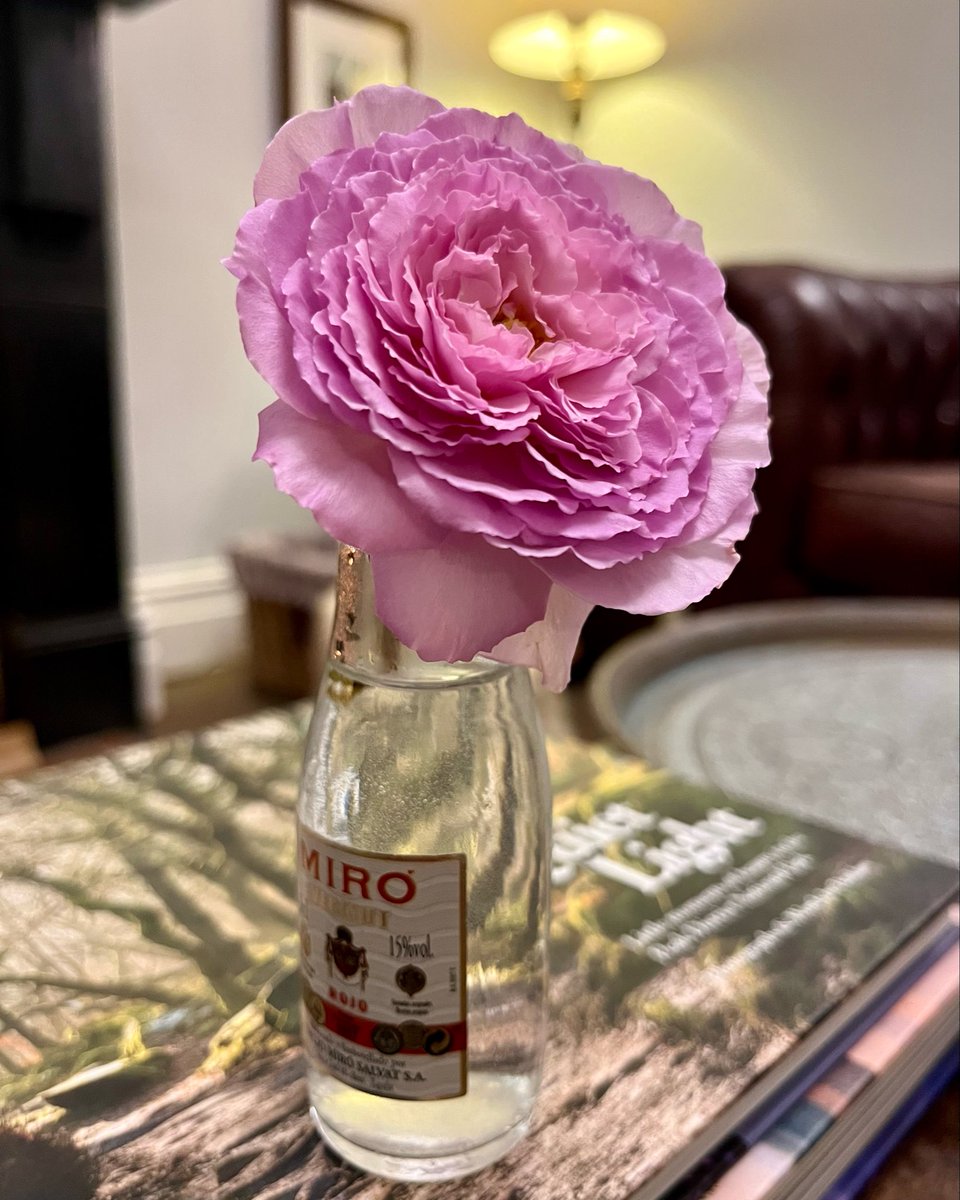 This lovely little bloom is from the climbing rose ‘James Galway’… so perfect and very fragrant… last week it was just a tiny bud I’d accidentally pruned off whilst deadheading at the office! 😬 Another one for my wish list! 🩷 #RoseWednesday