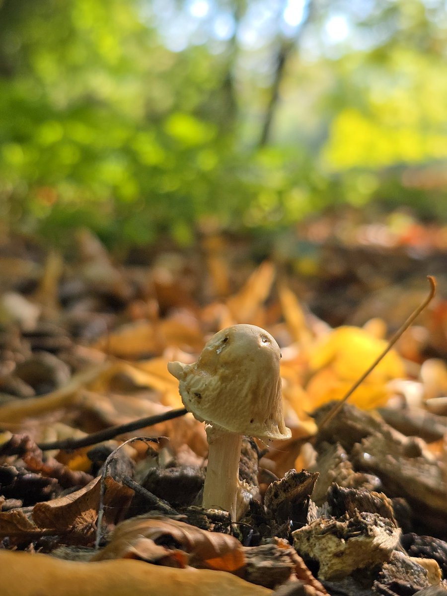 GemHobby's tweet photo. Autumn walks. #FungiFun #photography #AutumnVibes #mushroom @bbcweather https://t.co/a1oFYgDR3G