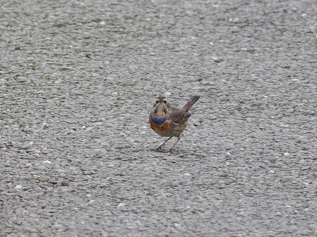 Shetland at its best: It started at Uyeasound where I found my 3rd self found Rosefinch,  followed by a very grey-presumed Acredula Willow Warbler. On to Norwick where I had improved views of the Bluethroat I found last week and finish by finding my 3rd ever Corncrake at Skaw! 😀