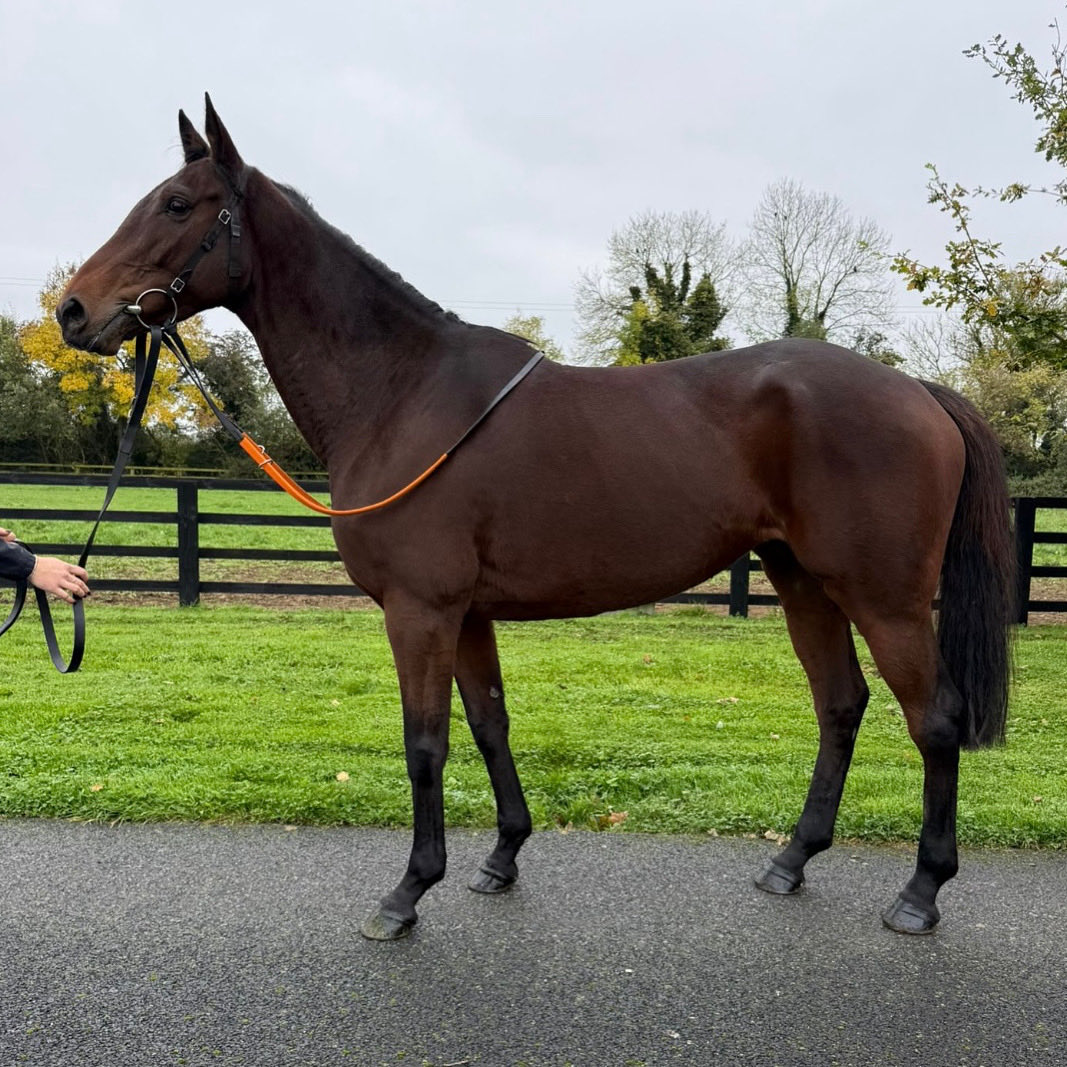 CianCollins16's tweet photo. ‼️FOR SALE‼️
‘WALK IN THE CLOUDS’
•5 yr old mare
•By Walk in the Park
•Winner of her Point 2 Point in Toombridge last weekend 
•For sale to stay in the yard

Fit and ready to go for the season ahead. Contact us for more details 📲
ciancollinsracing@gmail.com https://t.co/aWP8LGDlz9