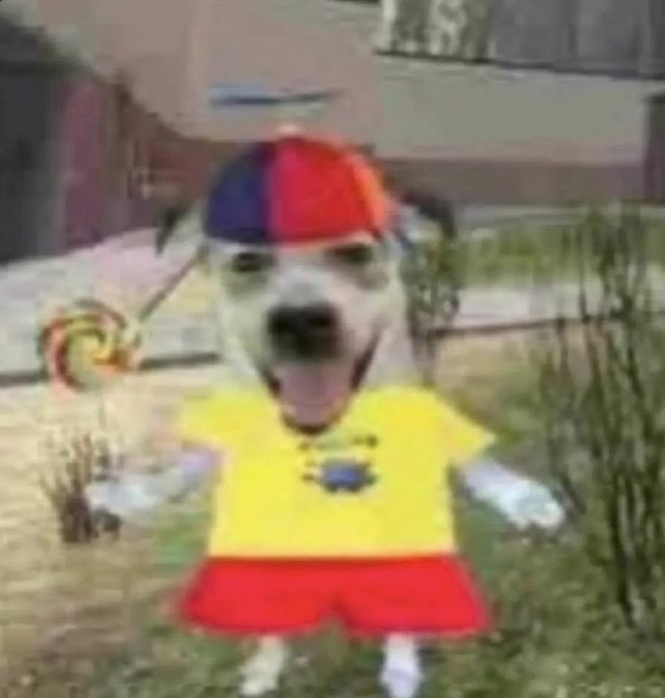 claralbbh's tweet image. de CACHORRINHO ainda por cima