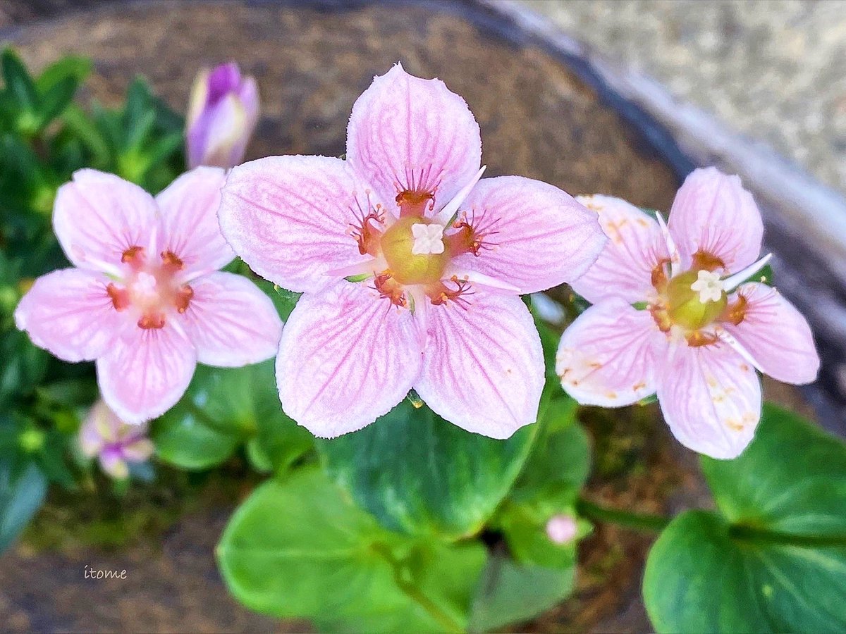 10/16 ㈭ おはようございます☕️🪴

良い１日を𓂃◌𓈒𓏲𓆸🍃.*･ﾟ･*

赤花梅鉢草 (ｱｶﾊﾞﾅ  ｳﾒﾊﾞﾁｿｳ)
Marsh grass of Parnassus
Parnassia palustris  pink