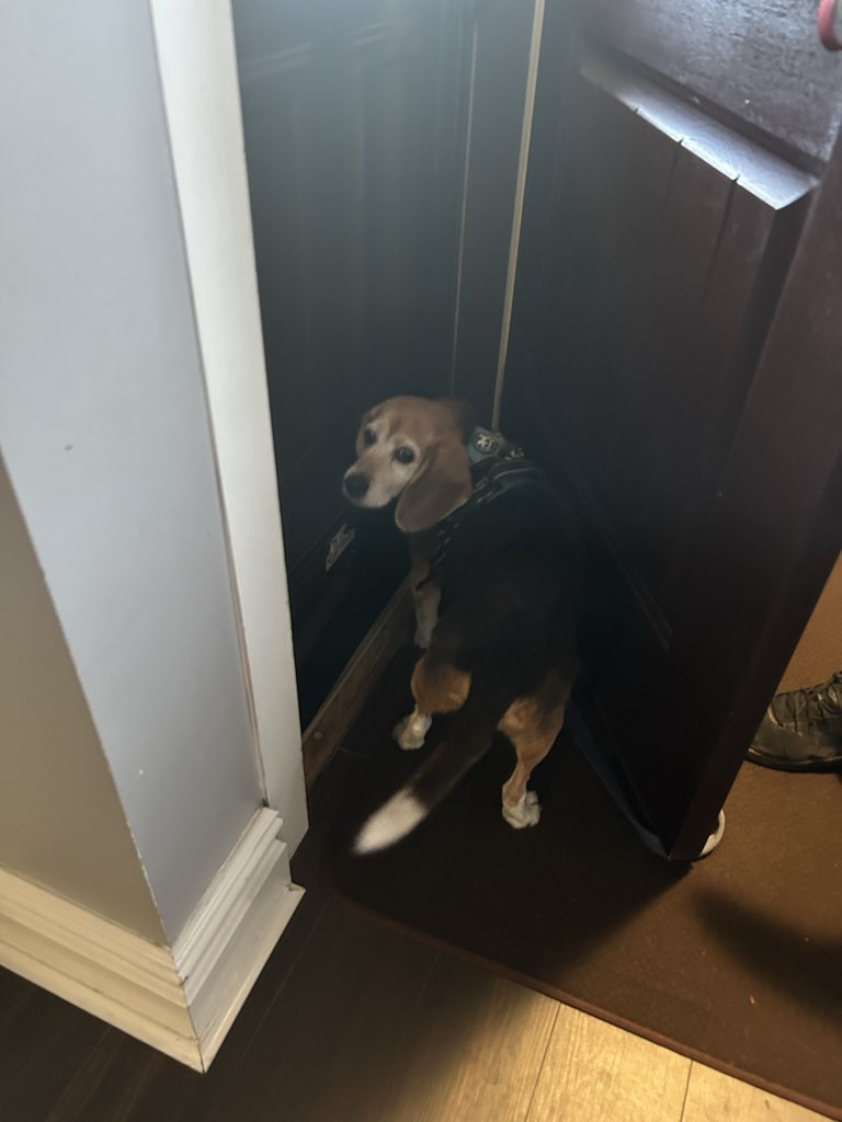 MillietheWB's tweet photo. Come on M&amp;D let’s go!!  🏃‍♀️🏃‍♂️
I am in the “shoot” to go for my morning walkies. 

#freagle #beagle https://t.co/0KUPzfCz3A