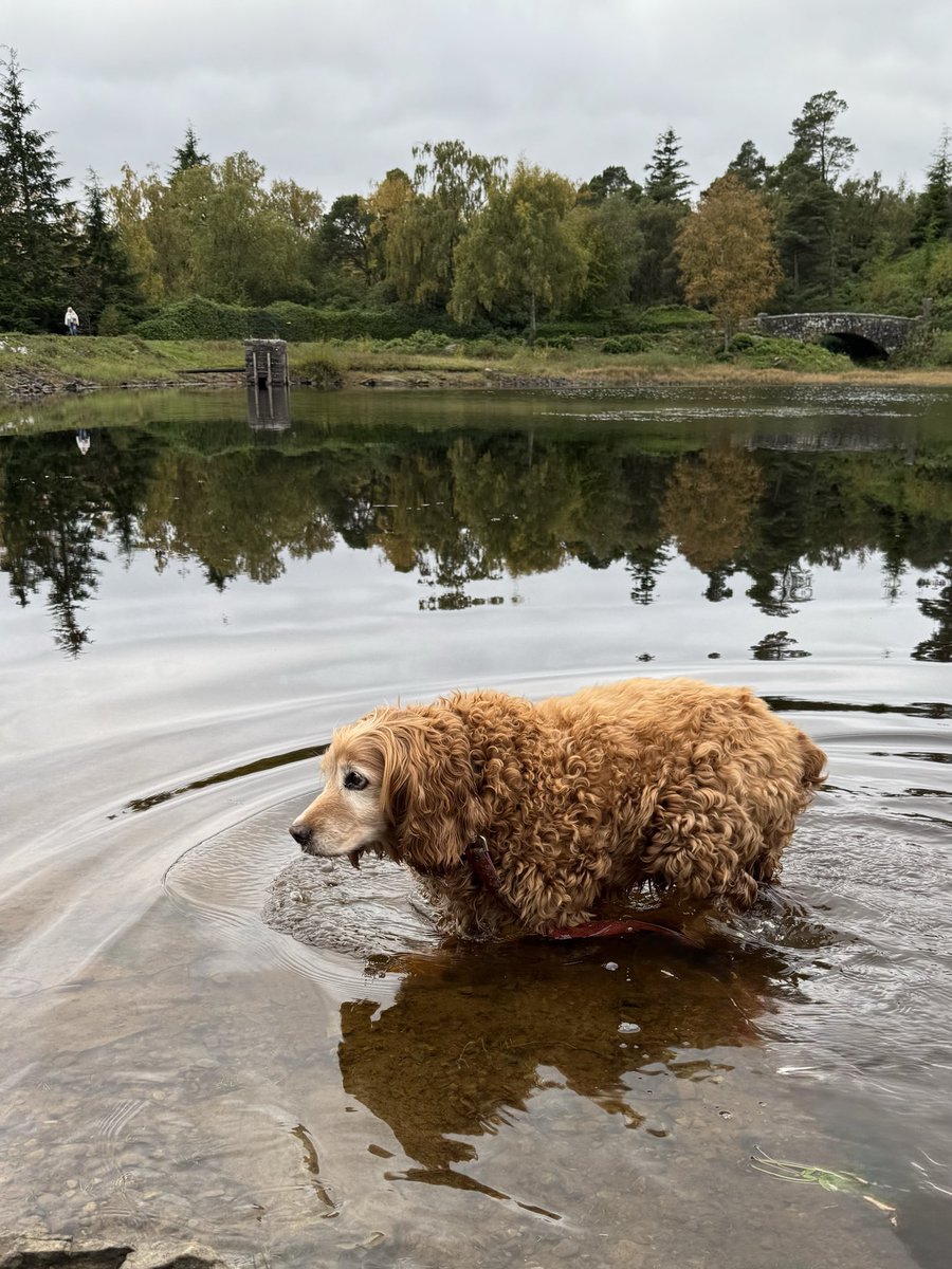 It was perfect today at Cragside 
I was tempted to go for a swim…..
But then started to paddle 🥶🥶🥶
&amp; decided that #TodayWasntTheDay