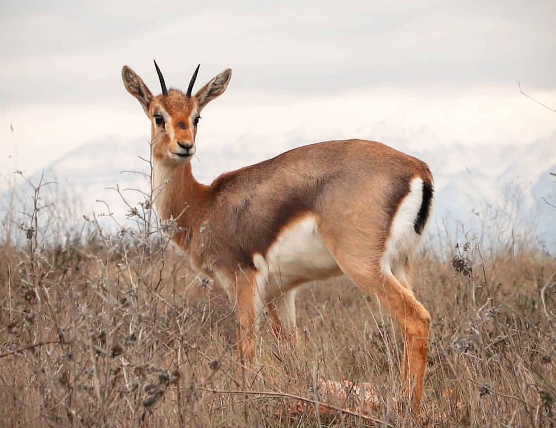 Tarım ve Orman Bakanlığı nesli tükenme tehlikesi altında olan ve yalnızca belirli bölgelerde görülebilen Hatay Dağ Ceylanı ile ilgili, sosyal medya hesaplarından "İnceliğin ve zarafetin adı: Hatay Dağ Ceylanı" paylaşımıyla dikkat çekti
kurtulusgazetesi.com/tarim-ve-orman…
<a href="/TCTarim/">T.C. Tarım ve Orman Bakanlığı</a> 
<a href="/Takoder/">Hatay Tabiatı Koruma Derneği</a>