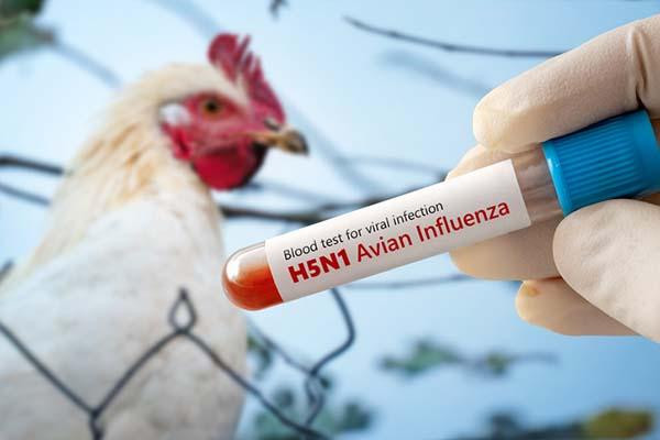 NIAID Director Holds Patent for Bird Flu Pandemic Vaccine--as His Agency Creates Frankenstein...
freedomsphoenix.com/News/385563-20…
#freedomsphoenix