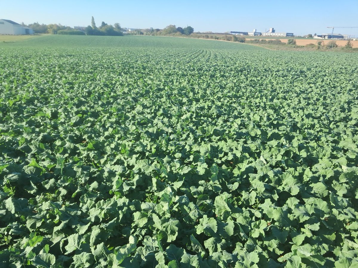 BMitard's tweet photo. #colza 
➡️Culture indispensable dans nos assolements 🚜
➡️Pour répondre aux exigences de la #pac 
➡️Indispensables pour la #biodiversité 🐝🐞
➡️De l'huile alimentaire🥗
➡️Du tourteau🇲🇫 pour nos animaux 🐄🐷🐓
➡️Du carburant pour décarboner les transports 🚚 🚌
@FopProducteurs https://t.co/jYPKa30leu