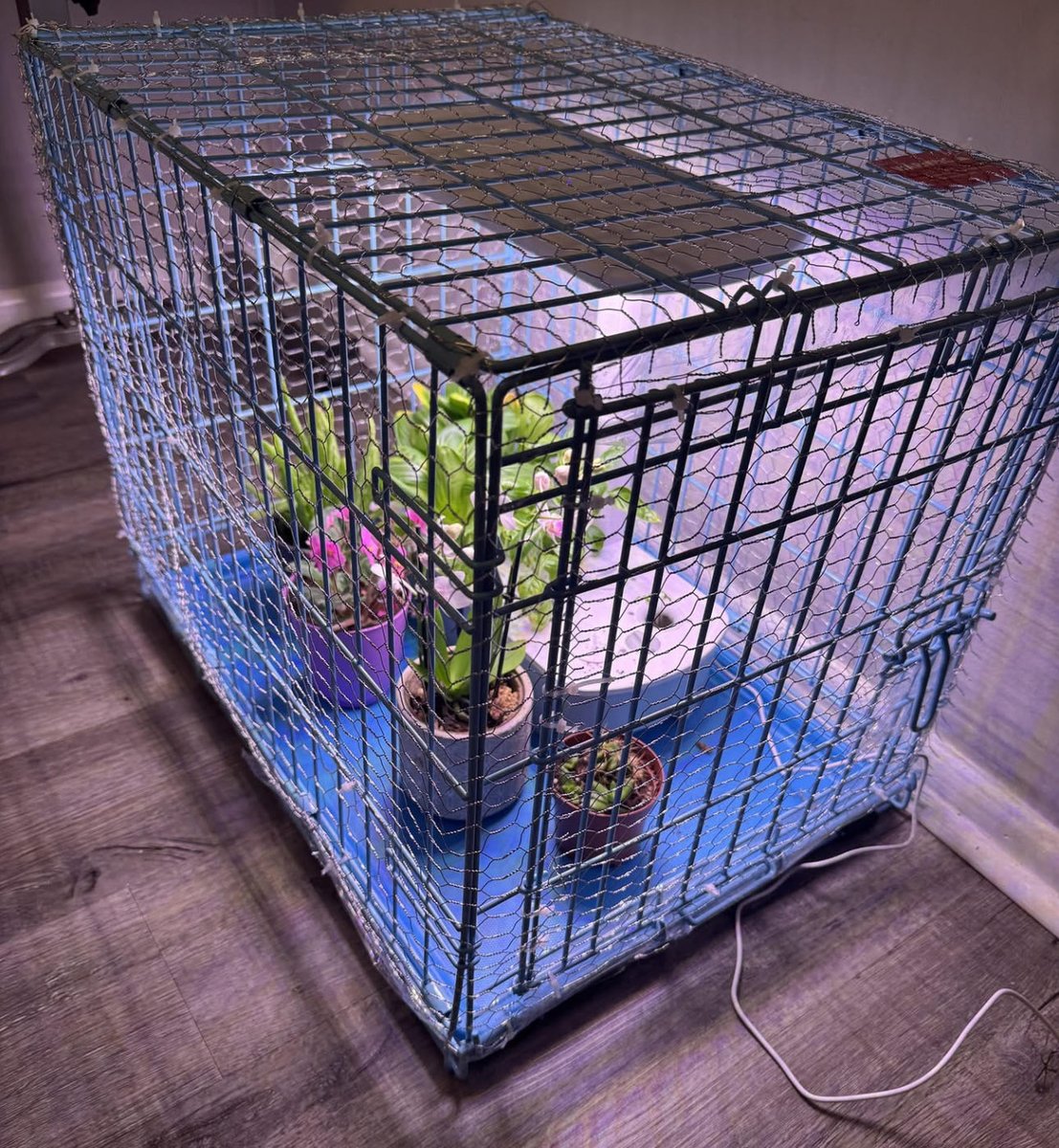 SplatFennec's tweet image. Me converting my puppy kennel into a “plant protection unit” from my cats while my mom visits
(I don’t have a dog and my cats don’t eat my plants)