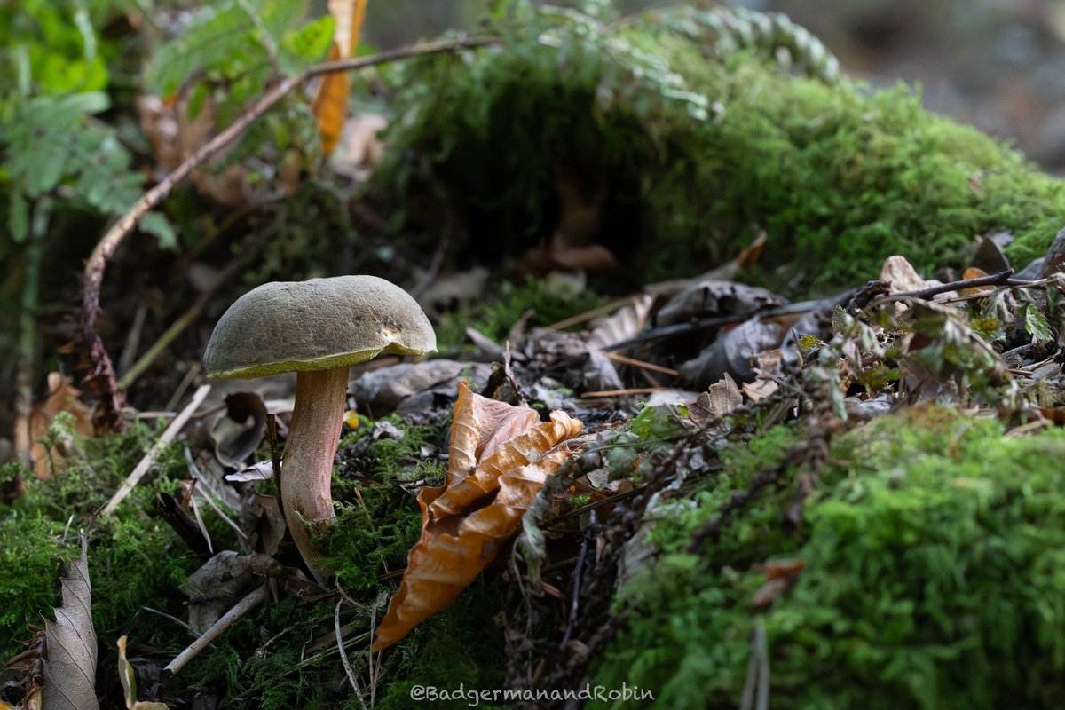 loveday_p's tweet image. Mushroom of the genus Boletus  @BBCSpringwatch  #bbcnatureweek #mushroom #mushroomhunting #mushroomphotography #mushroomlove #mushroomlover #fungi #fungiphotography #fungilove #fungiofinstagram #autumn #autumnvibes #inthewoods